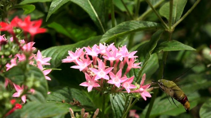 蜂鸟鹰蛾，以粉红色花朵为食。