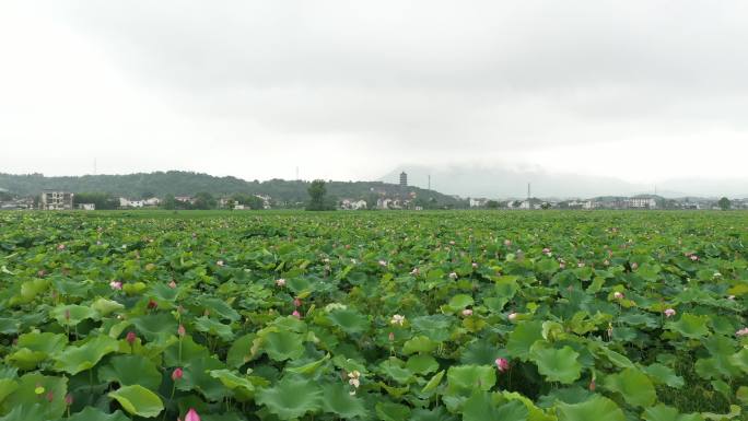 四大佛教名山九华山风景区莲花佛国