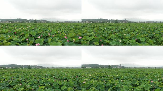 四大佛教名山九华山风景区莲花佛国