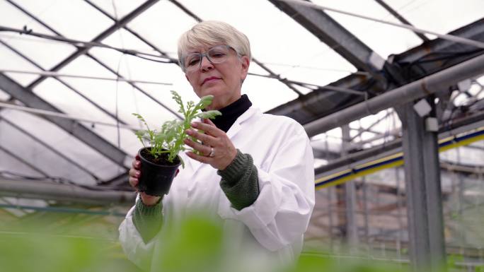 农业研究员检查温室内树苗的生长情况