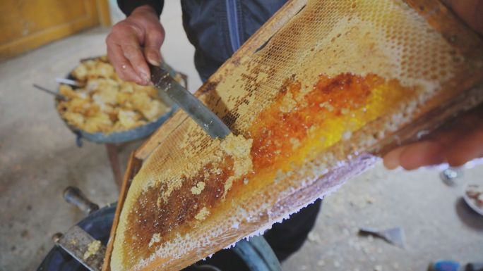 养蜜蜂收蜂蜜 农村养蜂人