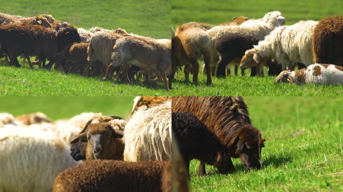 草原雪山 牛群羊群 牧民放牧 秀美景色