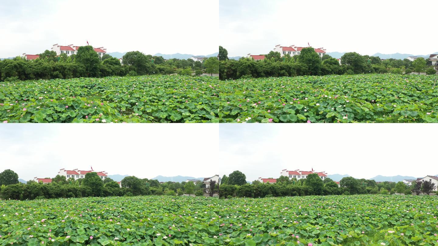 四大佛教名山九华山荷花池