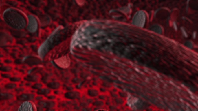 红细胞血管