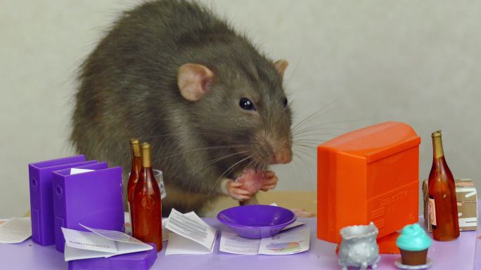 老鼠在玩偶办公室的桌子上吃午饭