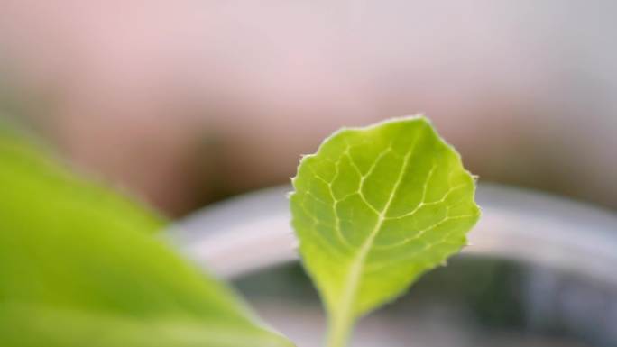 4K延时 植物种子从生根发芽到开花绽放