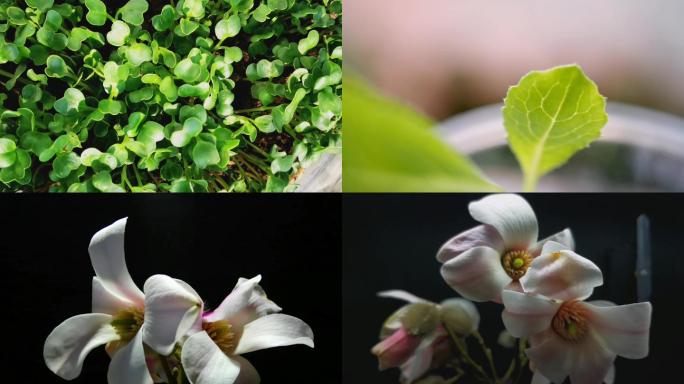 4K延时 植物种子从生根发芽到开花绽放