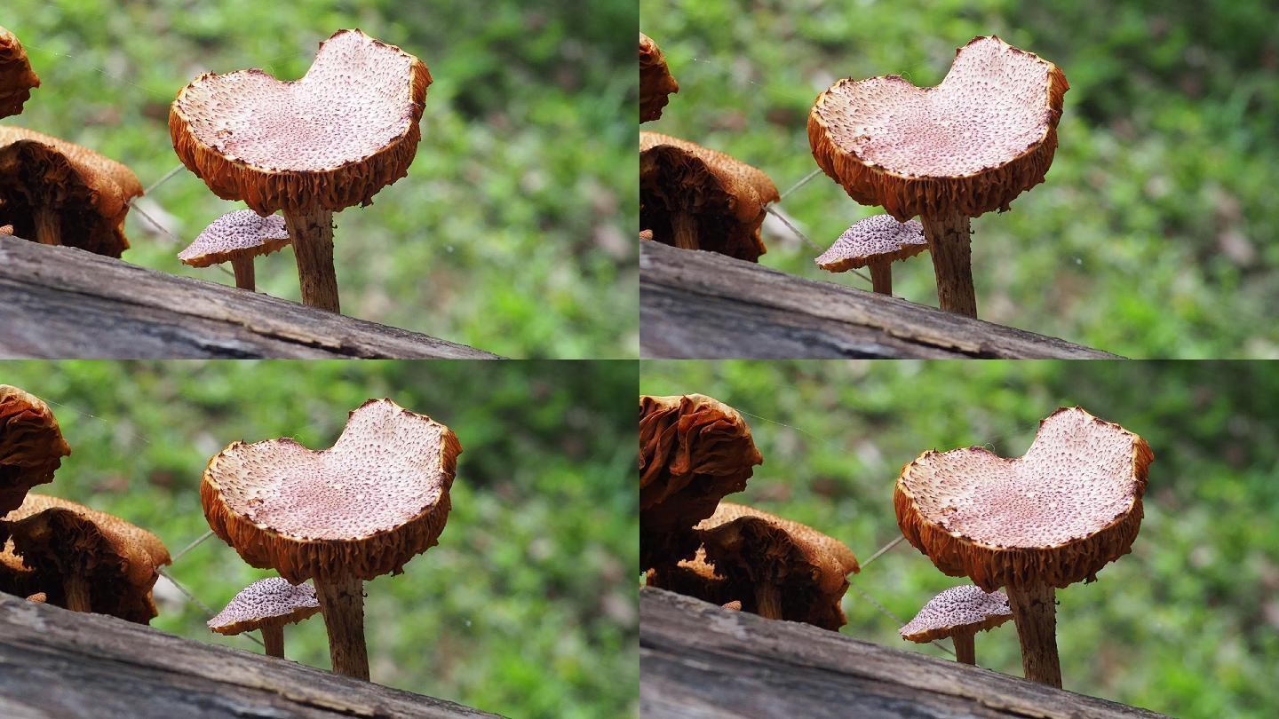 原木上的蘑菇有毒野生野外
