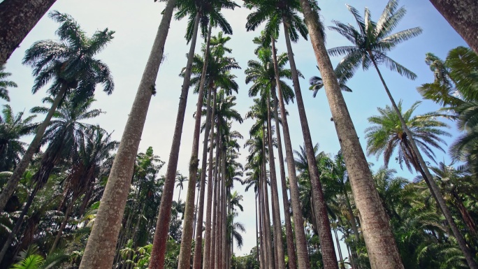 巴西里约热内卢植物园中的真正椰子树
