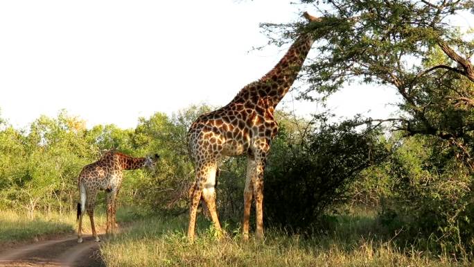 克鲁格野生动物保护区长颈鹿吃树叶