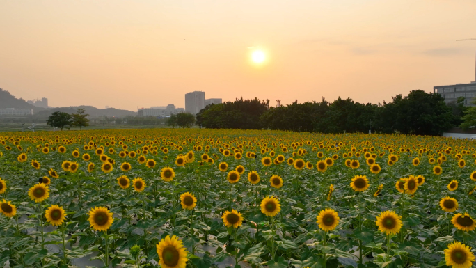 5K夕阳下的向日葵花海