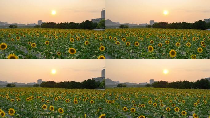 5K夕阳下的向日葵花海