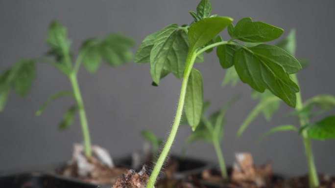 4K延时摄影 盆栽植物缺水枯萎 小番茄