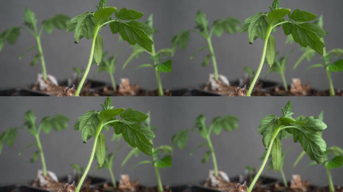 4K延时摄影 盆栽植物缺水枯萎 小番茄