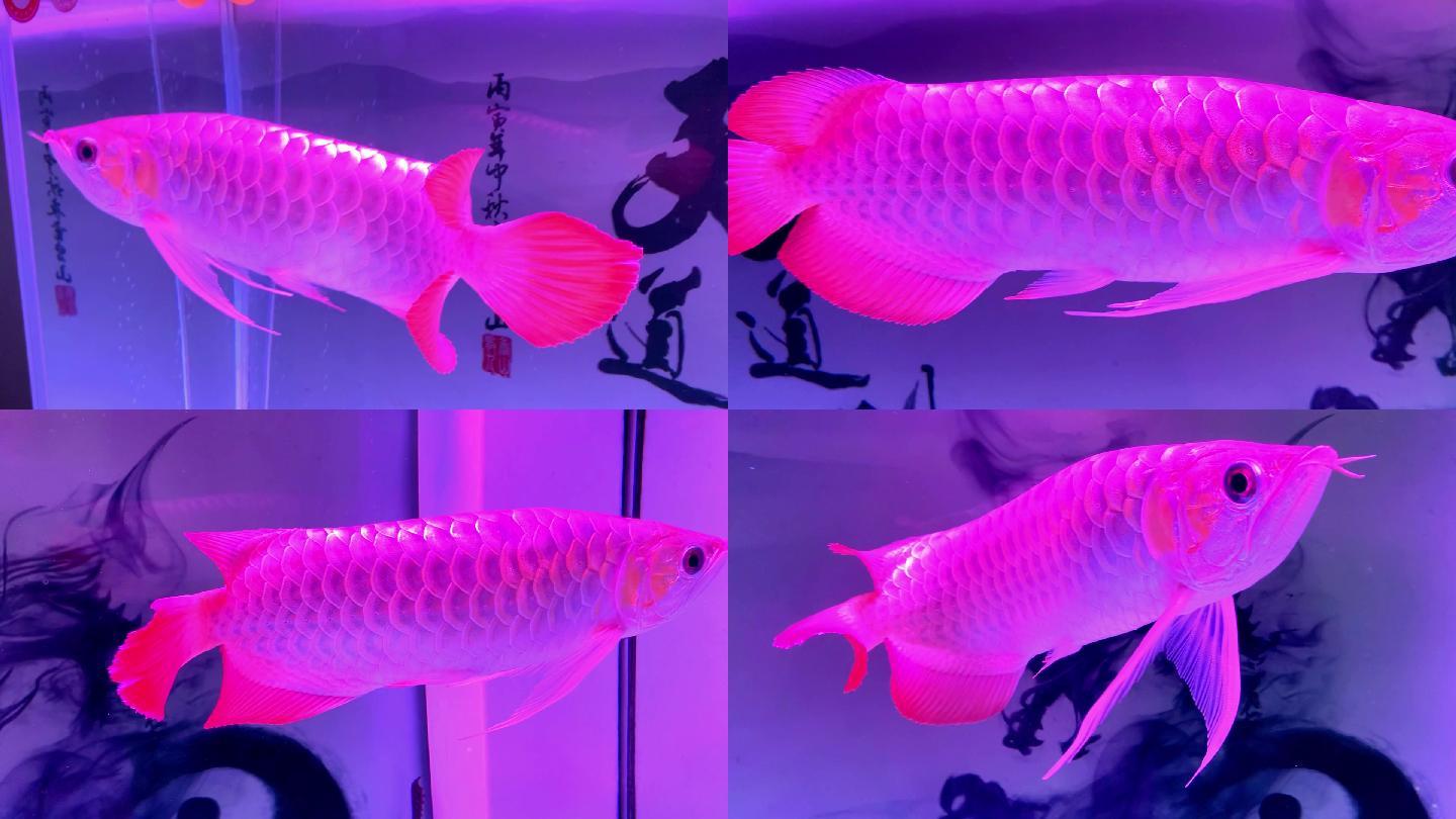 一条游泳的金龙鱼在鱼缸里视频素材