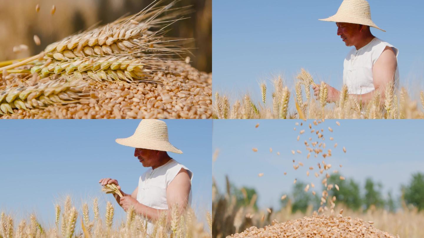 成熟的麦子农民喜悦