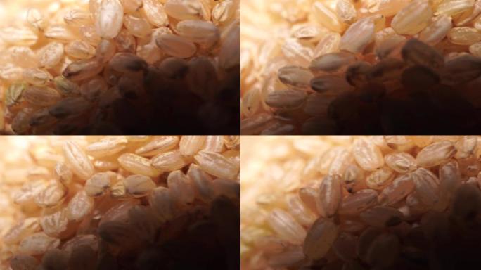 粗粮糙米健康纤维 (6)