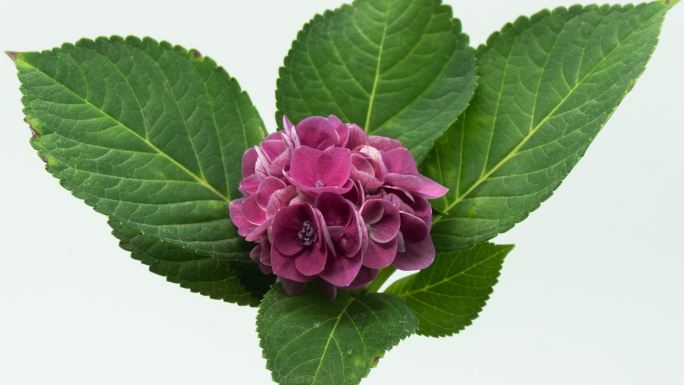 紫绣球花花簇绿叶盆栽