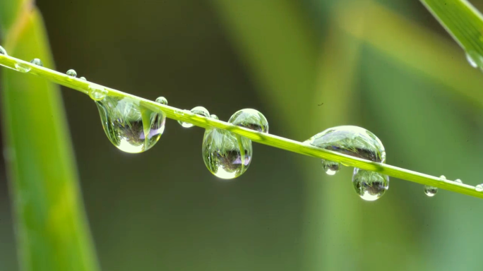 雨珠特写