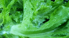 绿色有机蔬菜生菜实拍视频视频素材