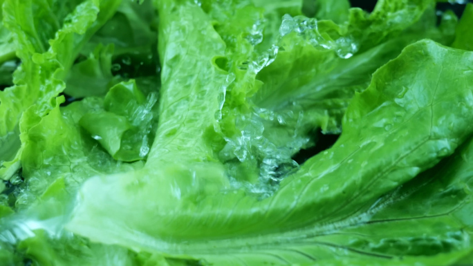 绿色有机蔬菜生菜实拍视频