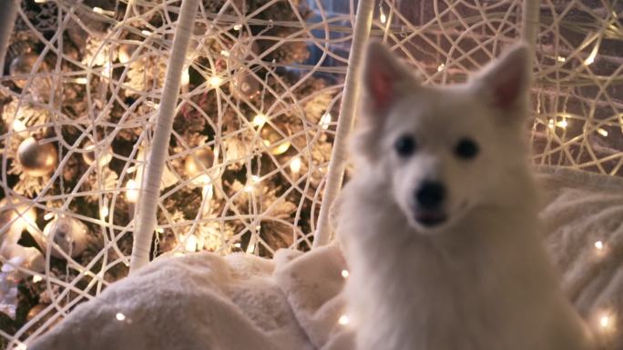 快乐的小狗坐在圣诞树旁的椅子上
