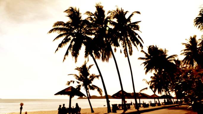 空中的棕榈树海滩海边剪影