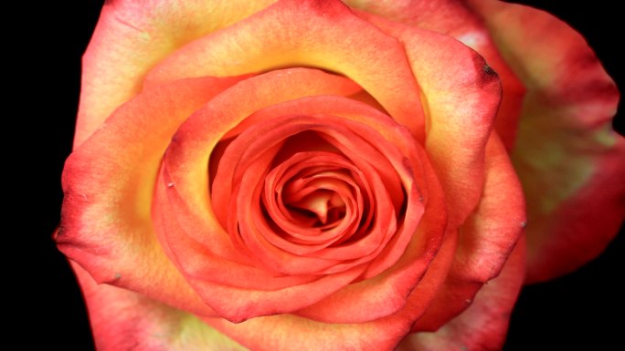 浪漫绽放的红玫瑰立夏小满春季春暖花开小清
