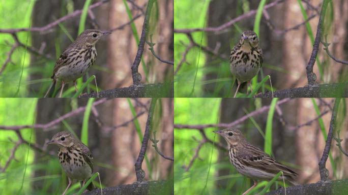 鸟树琵琶（Anthus tritilis）坐在一棵干枯的树上休息。