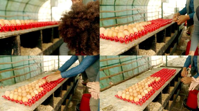 一对面目全非的男女在家禽养殖场分拣鸡蛋的4k视频片段