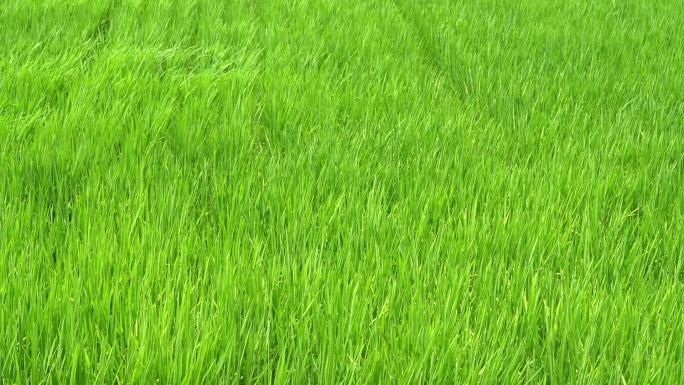稻绿草甸随风摇曳绿野风光白天
