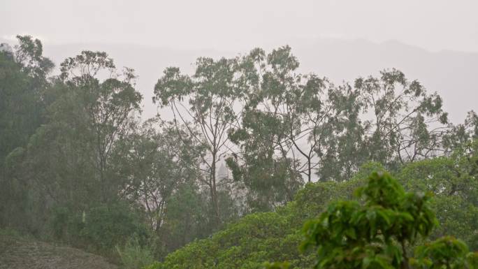 热带城市雨季有大风或阵风的暴雨