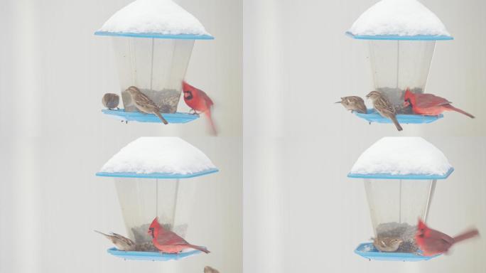 雄性红雀和麻雀鸣禽觅食