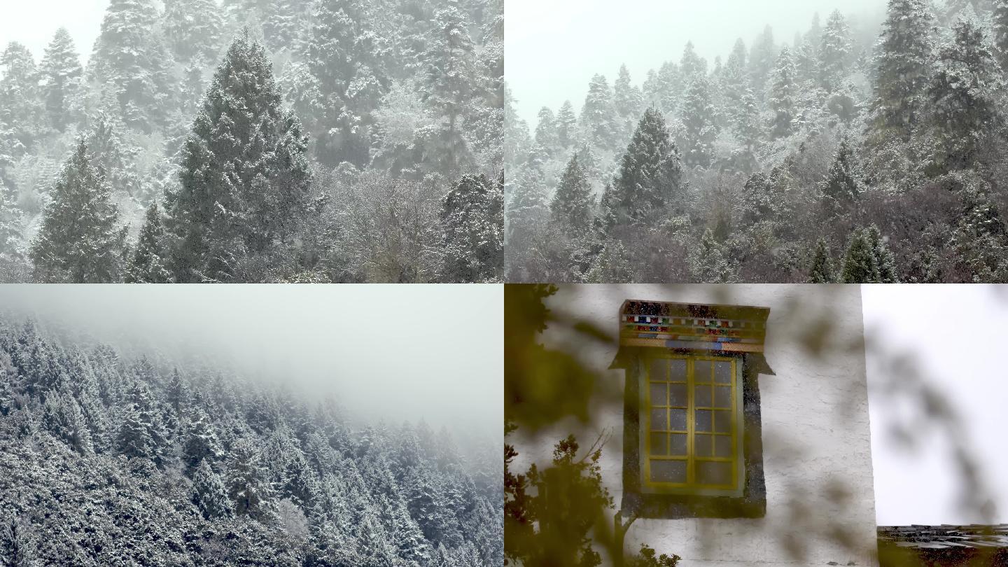 西藏林芝下雪雪景松树