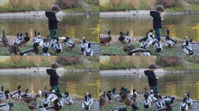 小男孩在湖边喂鸭子