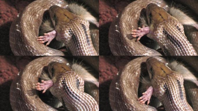 小饰物蛇夜猎鼠捕食进食可怕