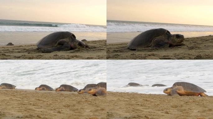 橄榄红海龟匍匐前进海滩沙滩