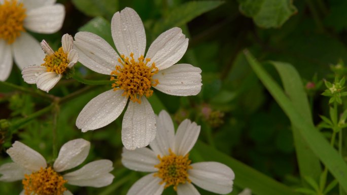 白色野花春暖花开百花春天