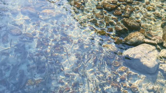 大自然清澈见底的河水鱼儿在游动
