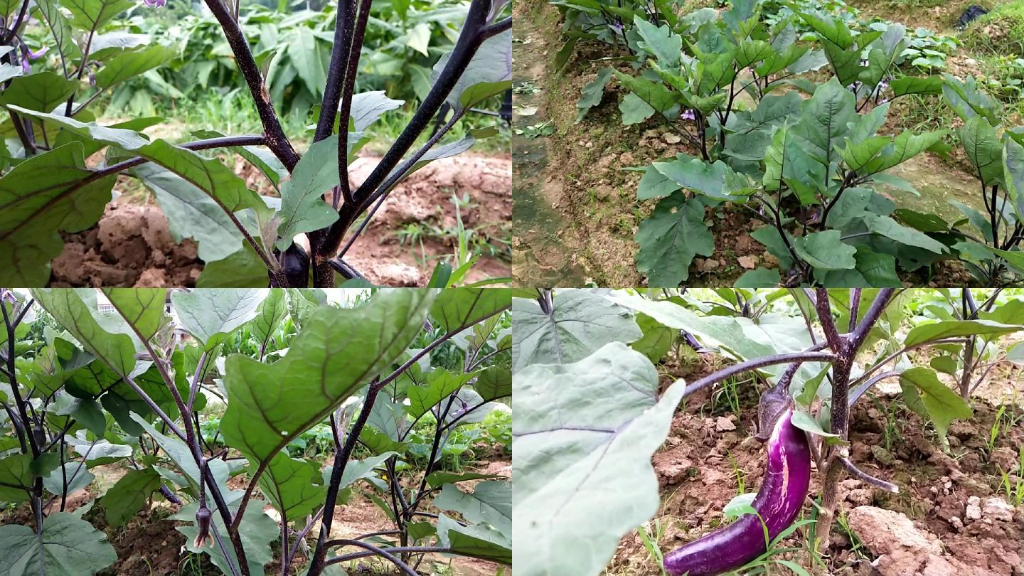 蔬菜茄子种植无公害绿色蔬菜绿色食品农家