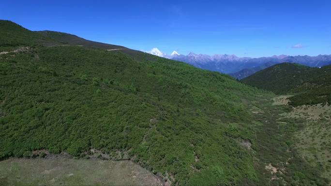 四川木里县陇撒牧场杜鹃花亚丁三雪山航拍