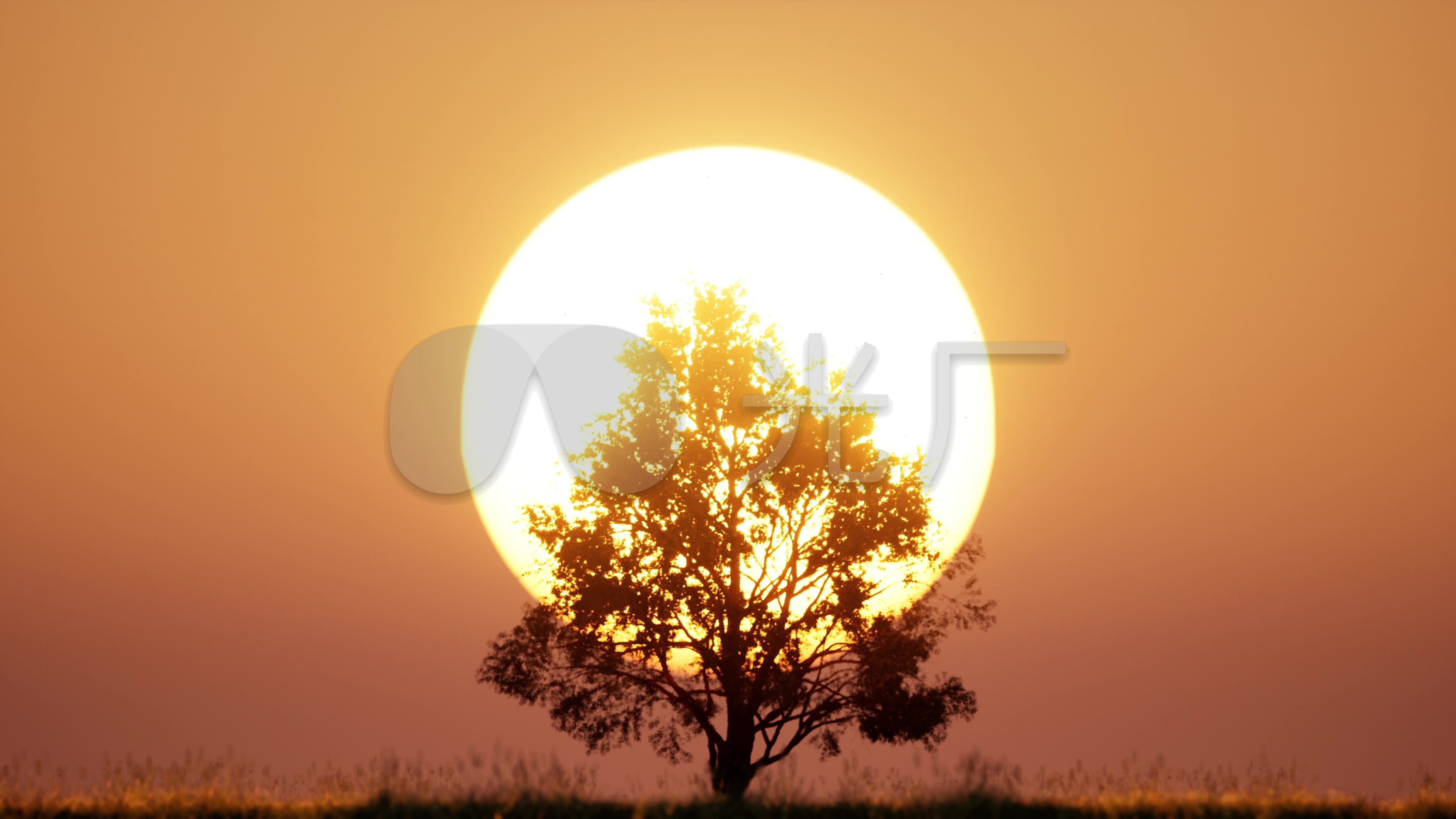 阳光照射与树的高清图片-千叶网