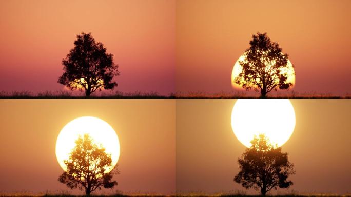 清晨非洲草原太阳从一棵树前面升起剪影延时