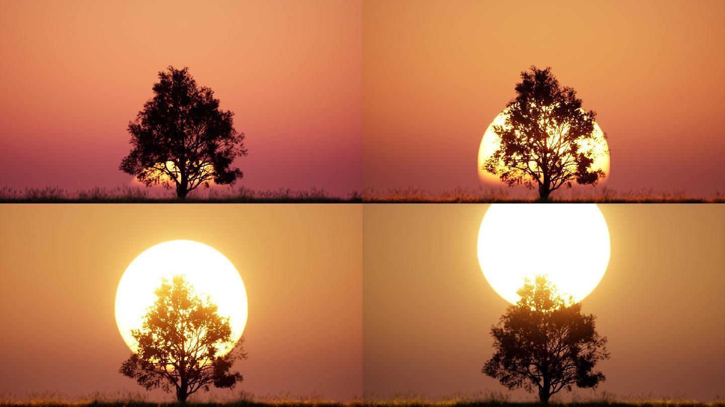 清晨非洲草原太阳从一棵树前面升起剪影延时