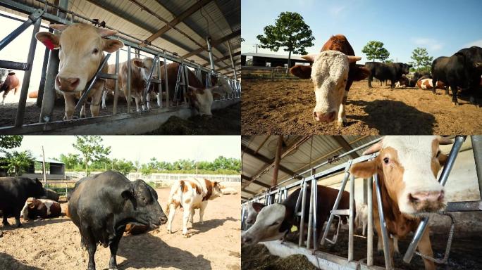 牛场 黄牛 黑牛 养殖