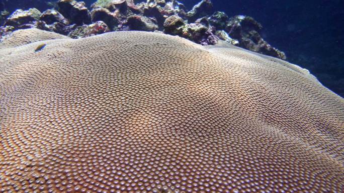 在珊瑚礁上的脑珊瑚（DiploastreaHeliopora）上潜水