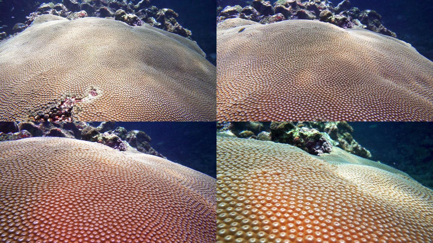 在珊瑚礁上的脑珊瑚（DiploastreaHeliopora）上潜水