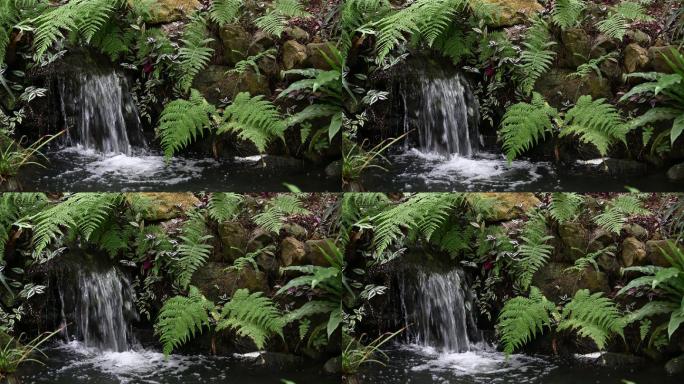 流水泉水溪流温泉蕨类植物4K