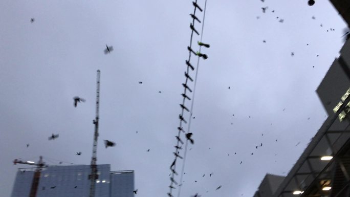 在城市上空飞行的一大群爬虫鸟