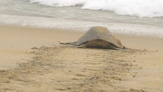 橄榄红海龟龟乌龟海边